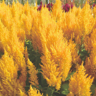 Celosia Yellow flare From Known You Seed (India)